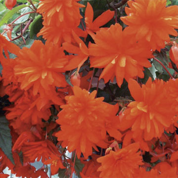 B. ‘Elserta’
